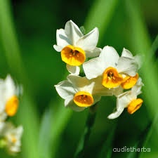 Narcissus tazetta flower11.jpg